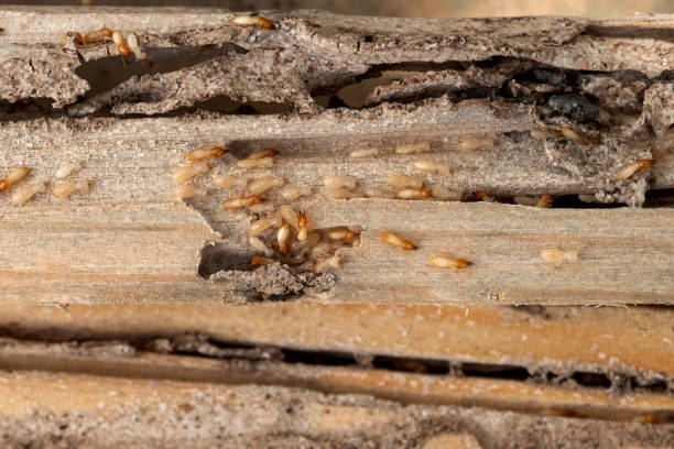 Best Emergency Pest Control  in Middletown, CA