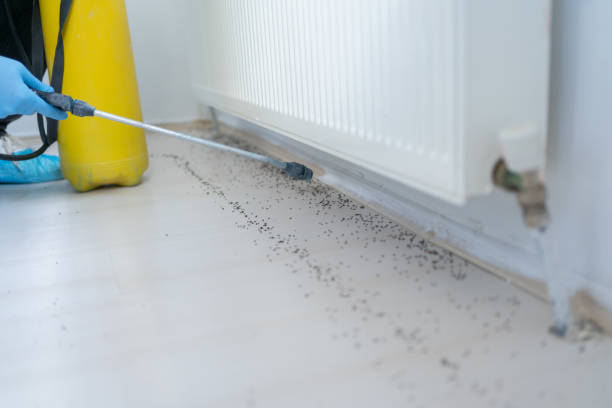 Best Exterminator Services  in Middletown, CA